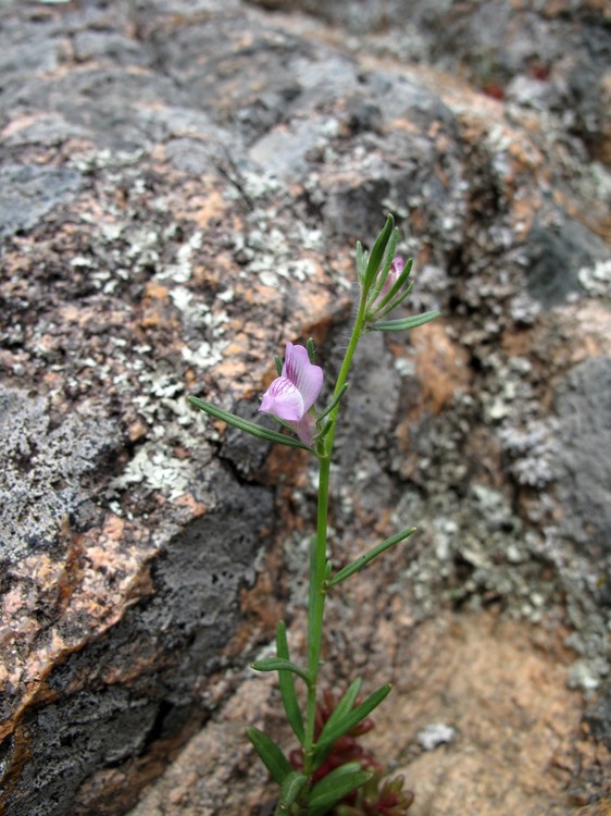 Misopates orontium